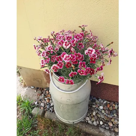 Jahnke Auf Usedom Mit Terrassee, Wlan